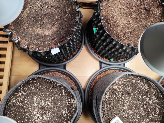 Cafe Racer Autoflower von Blimburn Seeds. Week 0