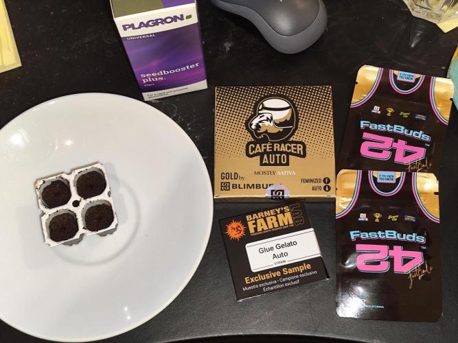 Cafe Racer Autoflower von Blimburn Seeds. Week 0 - Tag 0