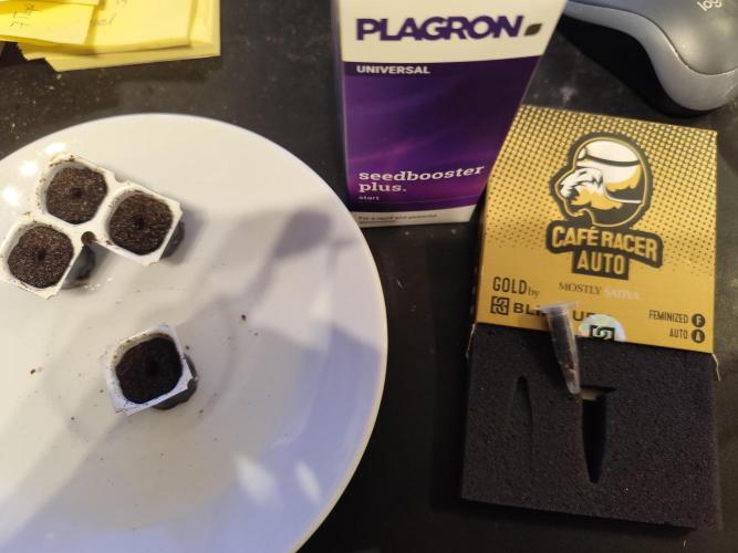 Cafe Racer Autoflower von Blimburn Seeds. Week 0