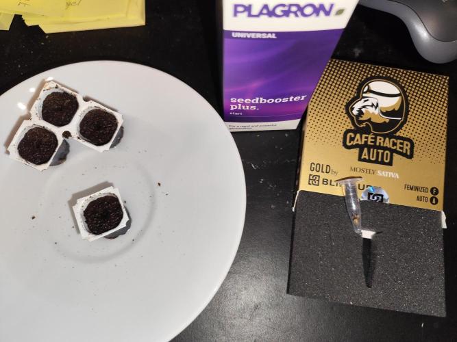 Cafe Racer Autoflower von Blimburn Seeds. Week 0