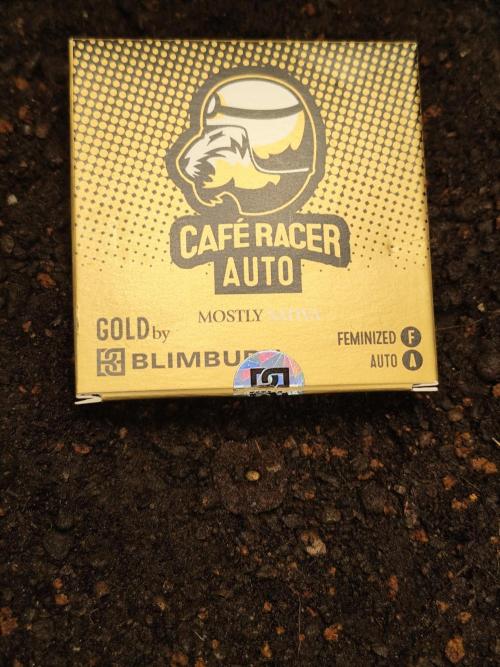 Cafe Racer Autoflower von Blimburn Seeds. Week 0
