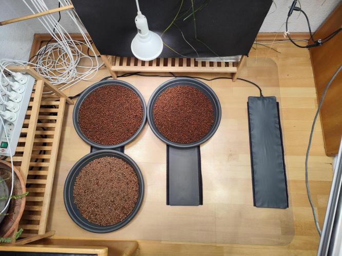 Cafe Racer Autoflower von Blimburn Seeds. Week 0 - Tag -2