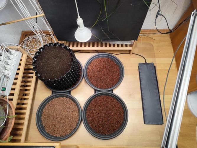 Cafe Racer Autoflower von Blimburn Seeds. Week 0