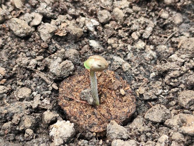 Cafe Racer Autoflower von Blimburn Seeds. Week 0