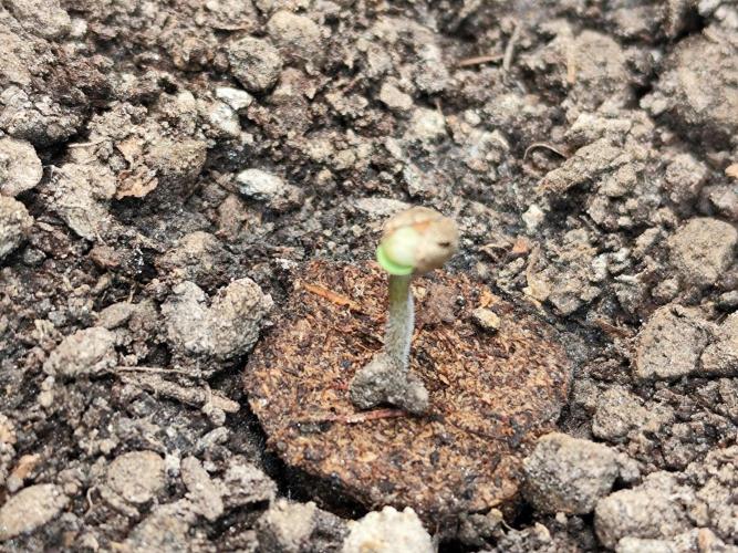 Cafe Racer Autoflower von Blimburn Seeds. Week 0