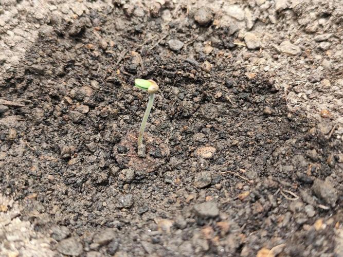 Cafe Racer Autoflower von Blimburn Seeds. Week 0