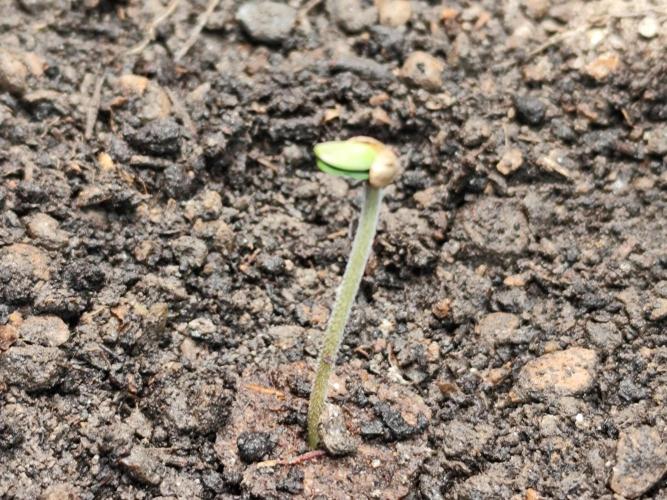 Cafe Racer Autoflower von Blimburn Seeds. Week 0