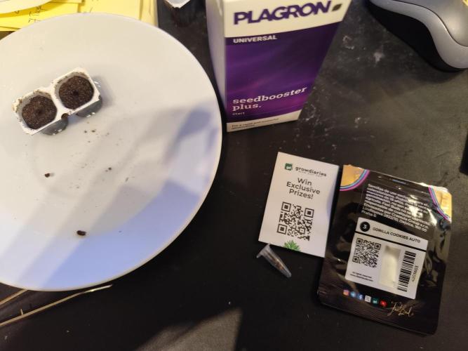 Gorilla Cookies Auto von 2Fast4Buds. Week 0