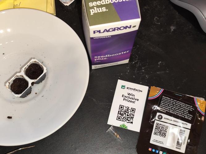 Gorilla Cookies Auto von 2Fast4Buds. Week 0