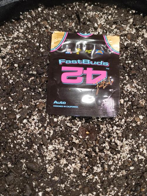 Gorilla Cookies Auto von 2Fast4Buds. Week 0