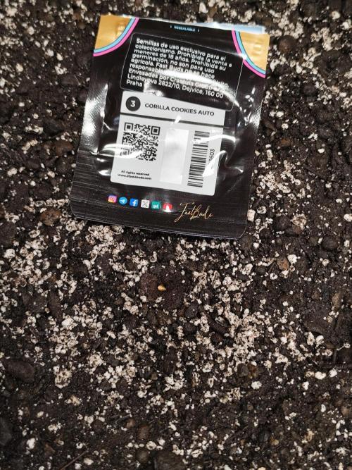 Gorilla Cookies Auto von 2Fast4Buds. Week 0