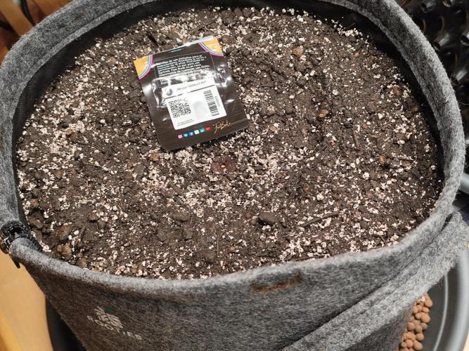 Gorilla Cookies Auto von 2Fast4Buds. Week 0