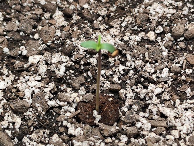 Gorilla Cookies Auto von 2Fast4Buds. Week 0