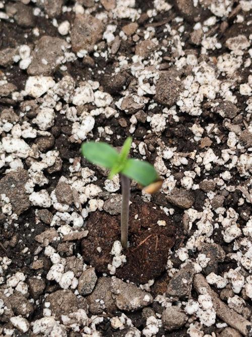 Gorilla Cookies Auto von 2Fast4Buds. Week 0