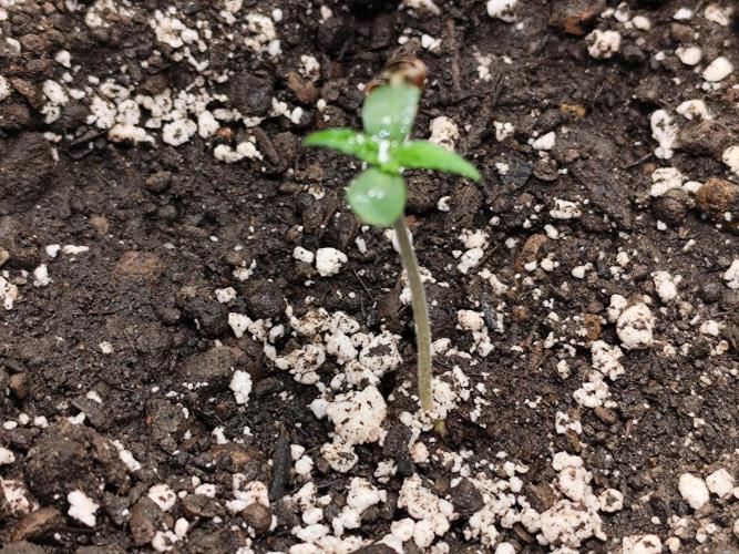 Gorilla Cookies Auto von 2Fast4Buds. Week 0 - Tag 6