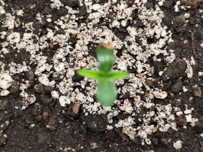 Gorilla Cookies Auto von 2Fast4Buds. Week 0