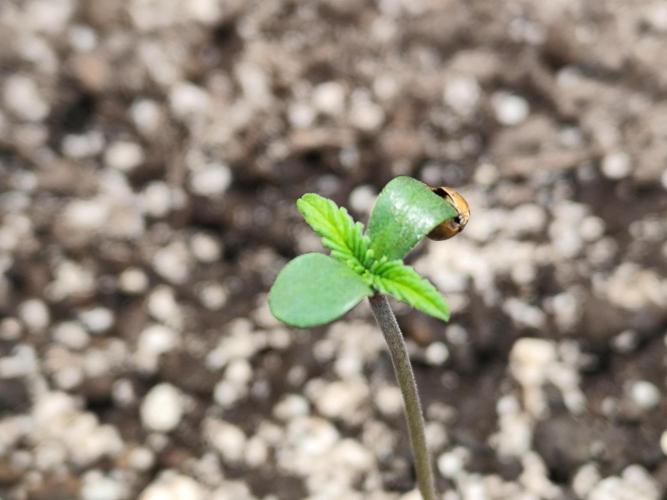 Gorilla Cookies Auto von 2Fast4Buds. Week 0