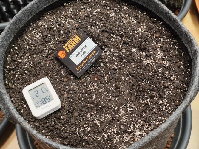 Glue Gelato Auto Strain by Barneys Farm. Week 0