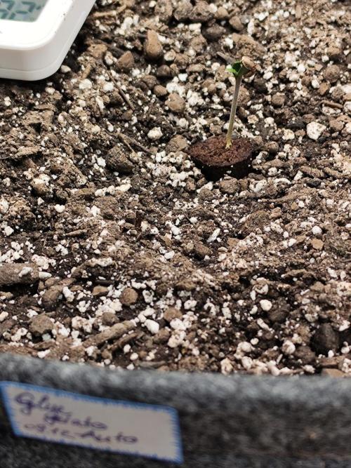 Glue Gelato Auto Strain by Barneys Farm. Week 0 - Tag 5