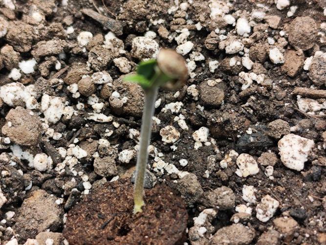 Glue Gelato Auto Strain by Barneys Farm. Week 0