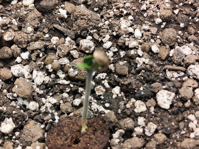 Glue Gelato Auto Strain by Barneys Farm. Week 0