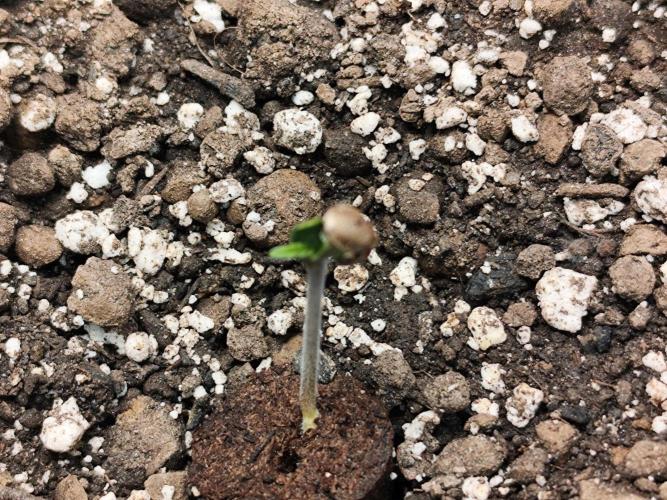 Glue Gelato Auto Strain by Barneys Farm. Week 0