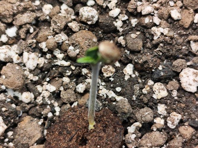 Glue Gelato Auto Strain by Barneys Farm. Week 0