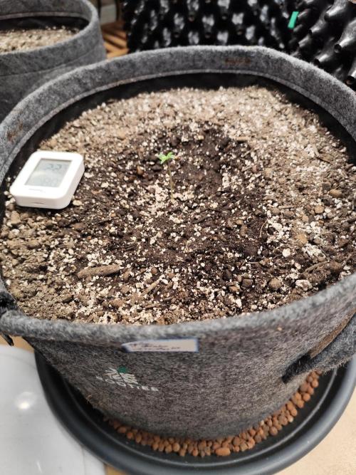 Glue Gelato Auto Strain by Barneys Farm. Week 0 - Tag 6