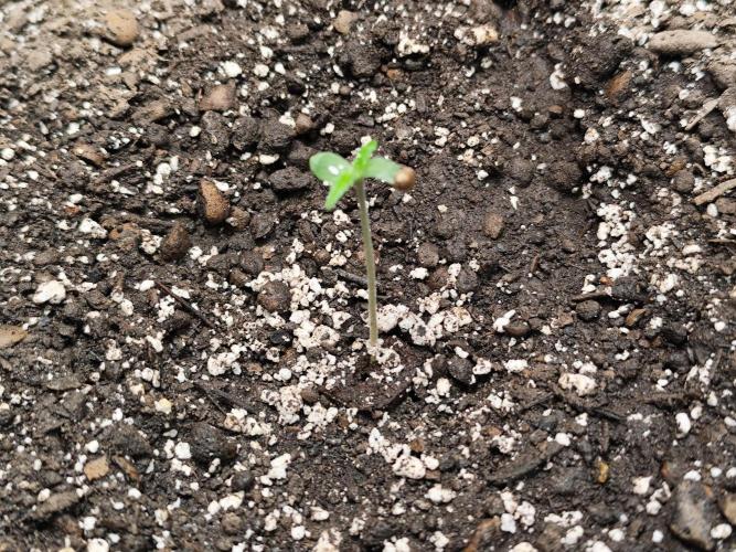 Glue Gelato Auto Strain by Barneys Farm. Week 0