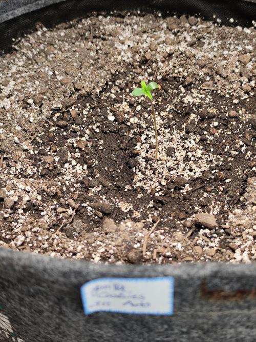 Glue Gelato Auto Strain by Barneys Farm. Week 0