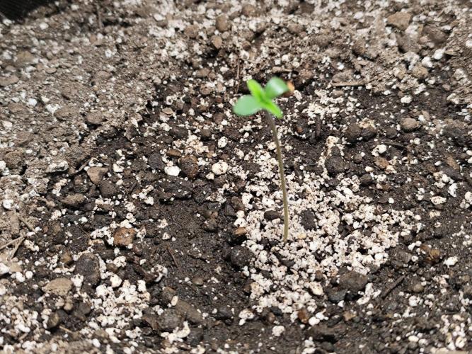 Glue Gelato Auto Strain by Barneys Farm. Week 0