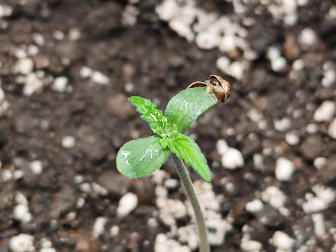 Glue Gelato Auto Strain by Barneys Farm. Week 0