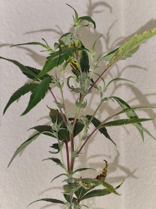 Membrana Hyper Autofem von VIP Seeds. Week 18 - Tag 127