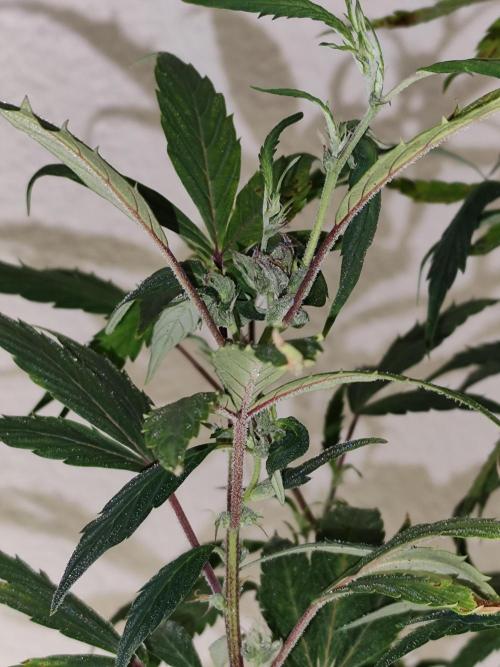 Membrana Hyper Autofem von VIP Seeds. Week 18