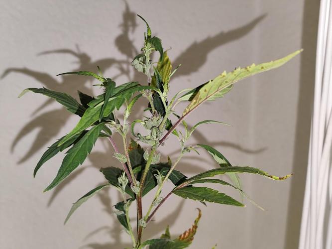 Membrana Hyper Autofem von VIP Seeds. Week 18