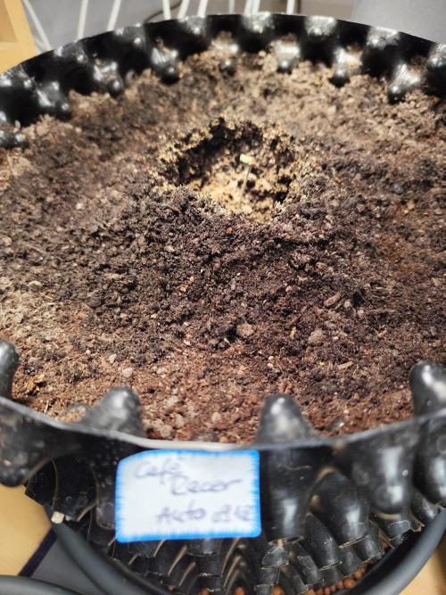 Cafe Racer Autoflower von Blimburn Seeds. Week 1 - Tag 8