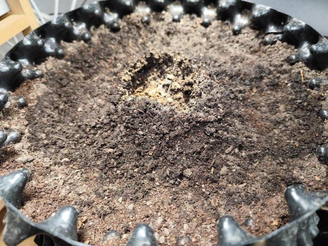 Cafe Racer Autoflower von Blimburn Seeds. Week 1