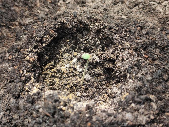 Cafe Racer Autoflower von Blimburn Seeds. Week 1