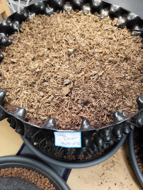 Cafe Racer Autoflower von Blimburn Seeds. Week 1