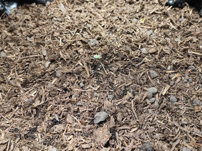 Cafe Racer Autoflower von Blimburn Seeds. Week 1