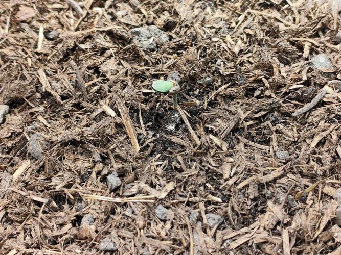 Cafe Racer Autoflower von Blimburn Seeds. Week 1