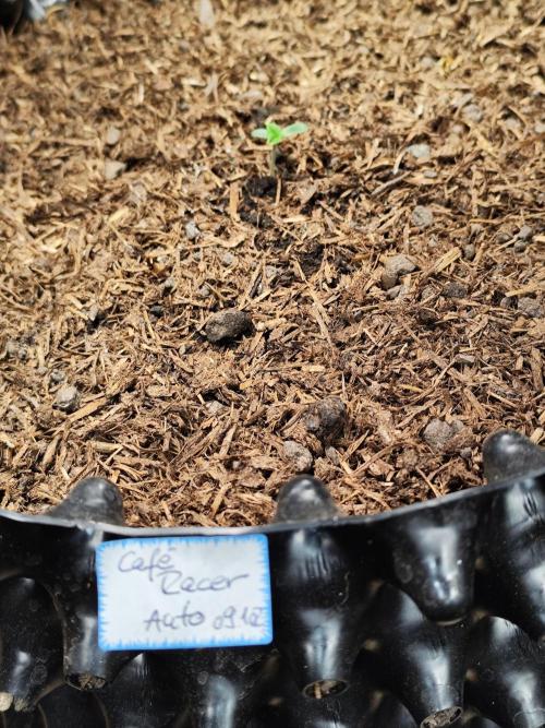 Cafe Racer Autoflower von Blimburn Seeds. Week 1 - Tag 10