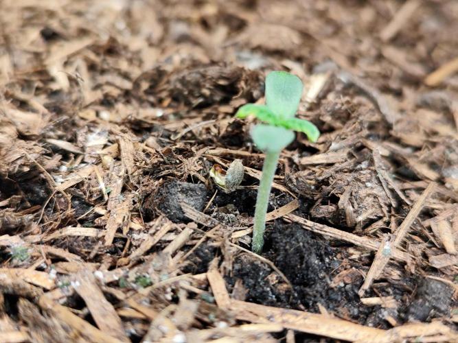 Cafe Racer Autoflower von Blimburn Seeds. Week 1