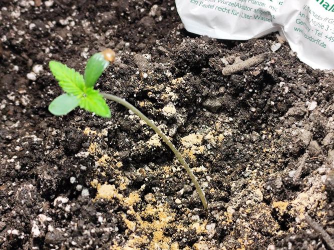 Gorilla Cookies Auto von 2Fast4Buds. Week 1