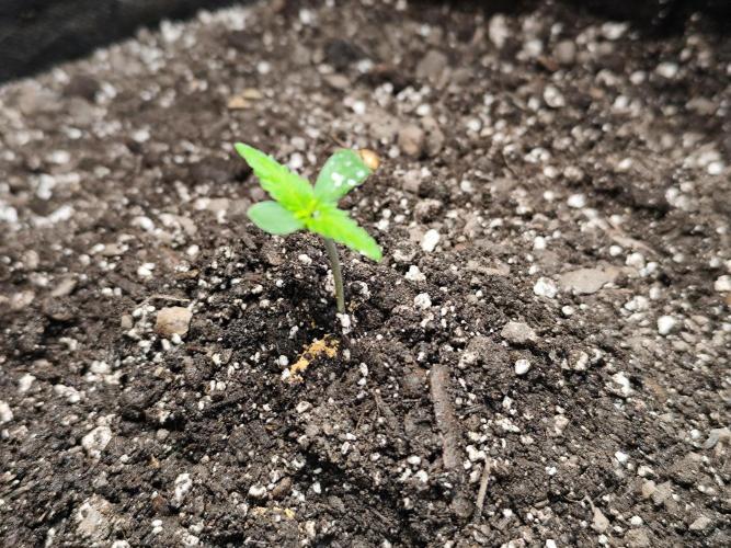 Gorilla Cookies Auto von 2Fast4Buds. Week 1