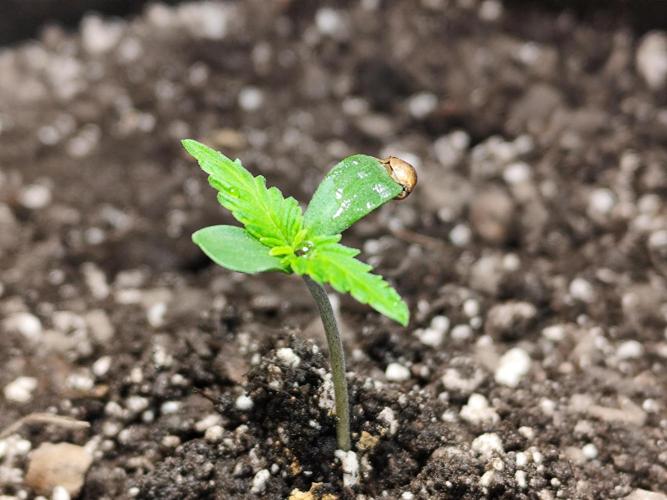 Gorilla Cookies Auto von 2Fast4Buds. Week 1