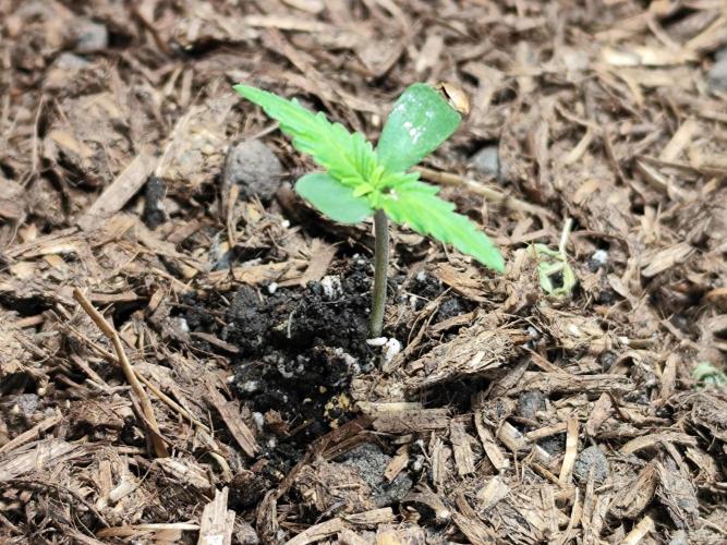 Gorilla Cookies Auto von 2Fast4Buds. Week 1