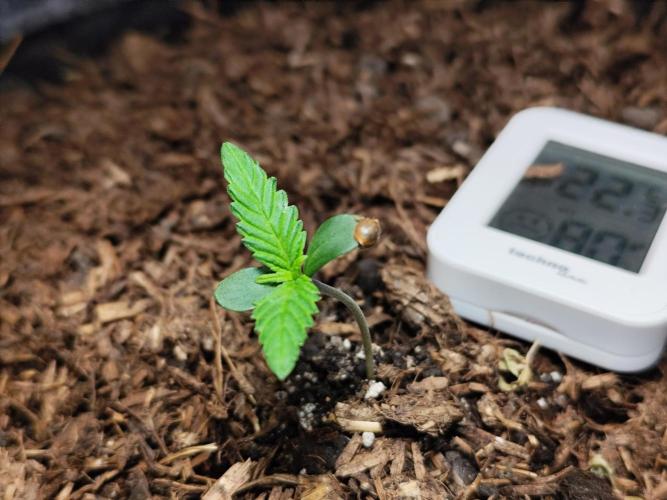 Gorilla Cookies Auto von 2Fast4Buds. Week 1