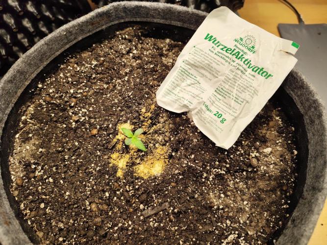 Glue Gelato Auto Strain by Barneys Farm. Week 1 - Tag 8