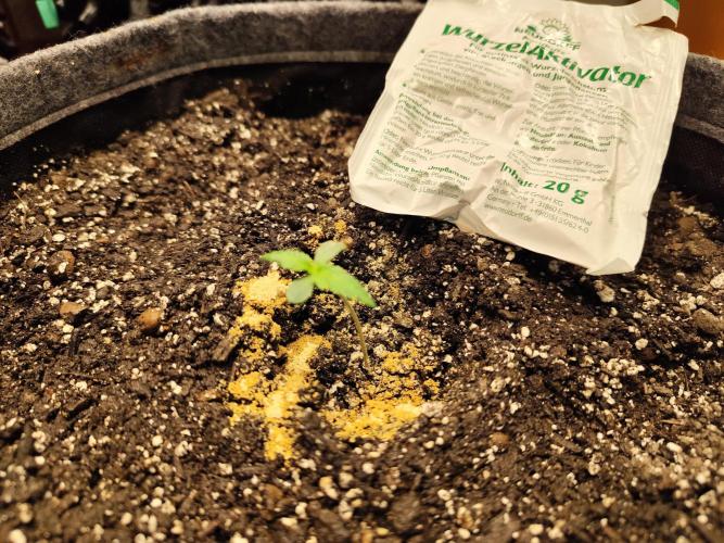 Glue Gelato Auto Strain by Barneys Farm. Week 1